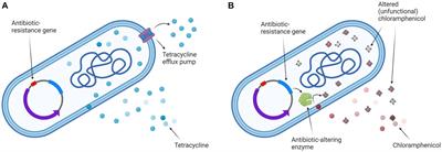 Inactivation of antibiotic-resistant bacteria Escherichia coli by electroporation